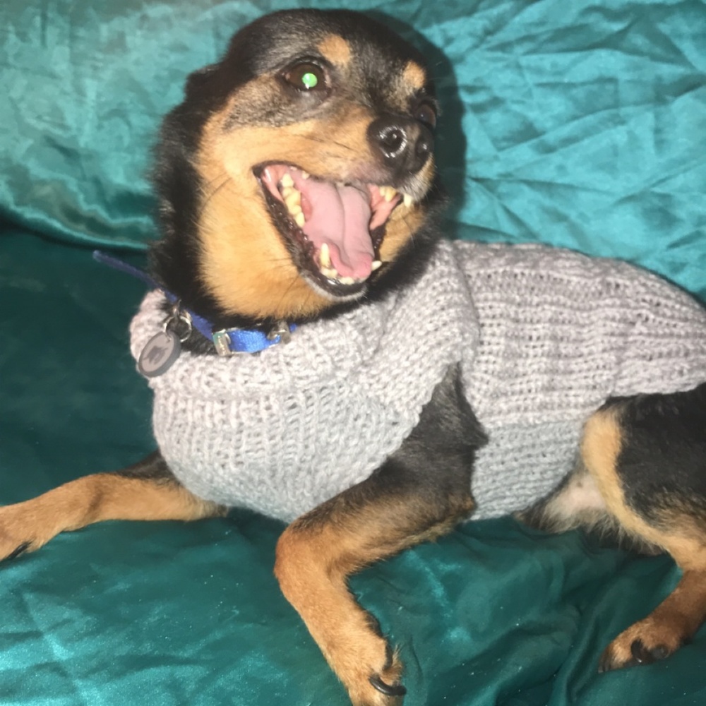 Dog handmade sweater